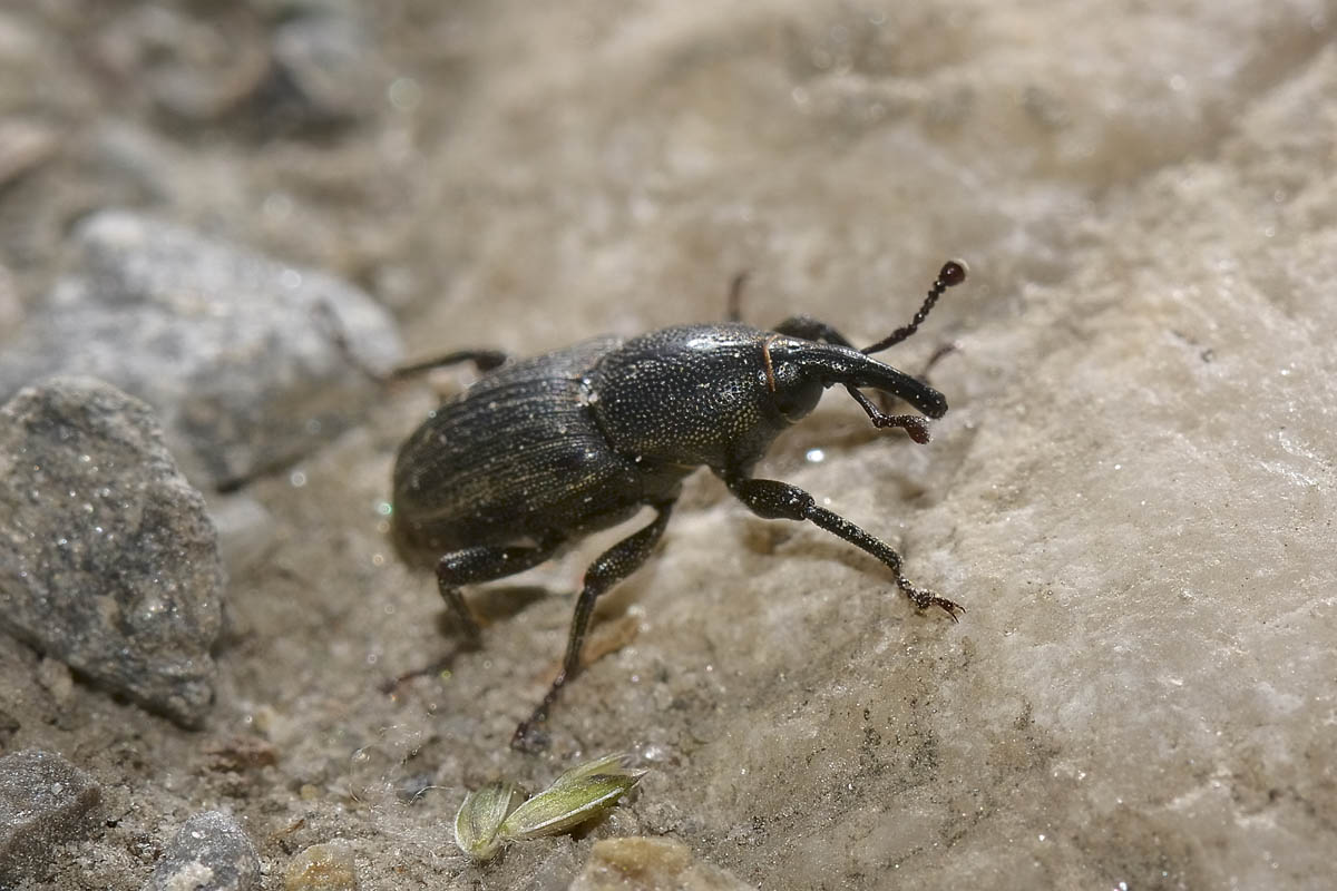 Sphenophorus striatopunctatus, Dryophthoridae